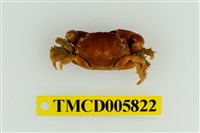 藏品(光滑綠蟹)的圖片